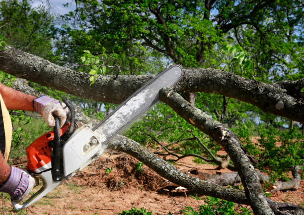 Best Fruit Tree Pruning  in Bayfield, CO